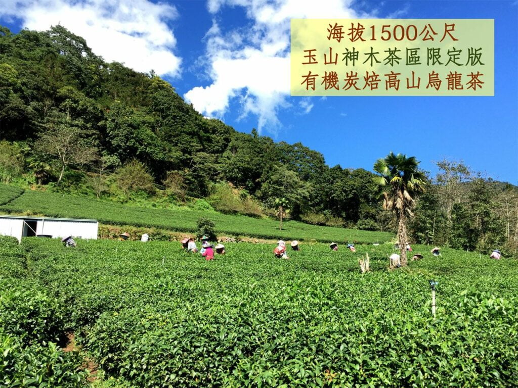 yushan shenmu tea zone limited edition organic alpine tea1