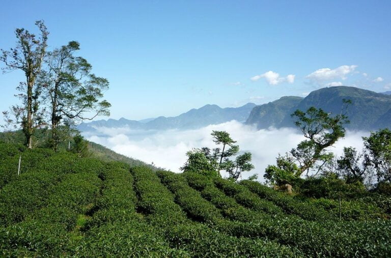 台灣高山茶：經發酵烘焙 造就有益健康與高品質的好茶