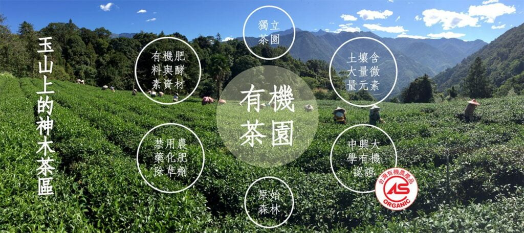 yushan shenmu tea zone limited edition organic alpine tea2