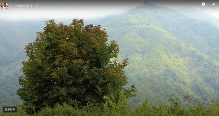 2022阿里山蜜香白茶