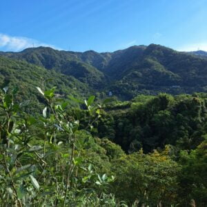 wild grow shui-xian tea garden